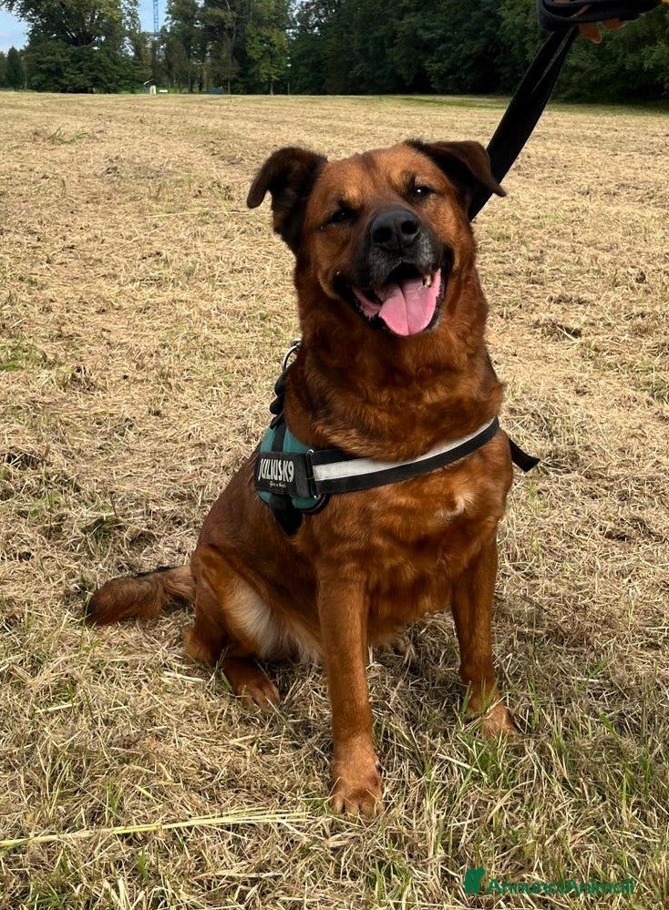 Meticcio cani in regalo: JONAS CAGNONE PIU' CHE BUONINO - Annuncio 8