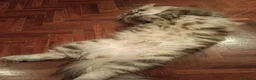 Scottish gatti in vendita: Scottish HIGHLAND FOLD CHINCHILLA + kit REGALO !!! - Annuncio 6