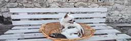 Chihuahua cani in vendita: Chihuahua toy a Libero consorzio comunale di Siracusa - Annuncio 4
