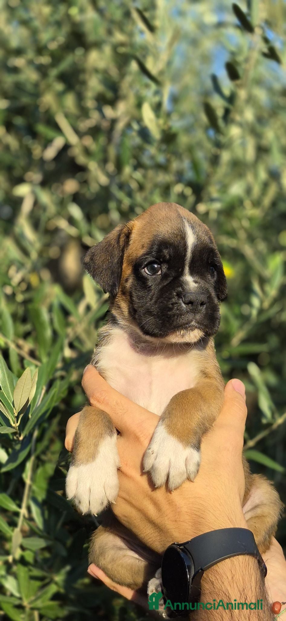 Boxer cani Boxer cuccioli - Annuncio 20