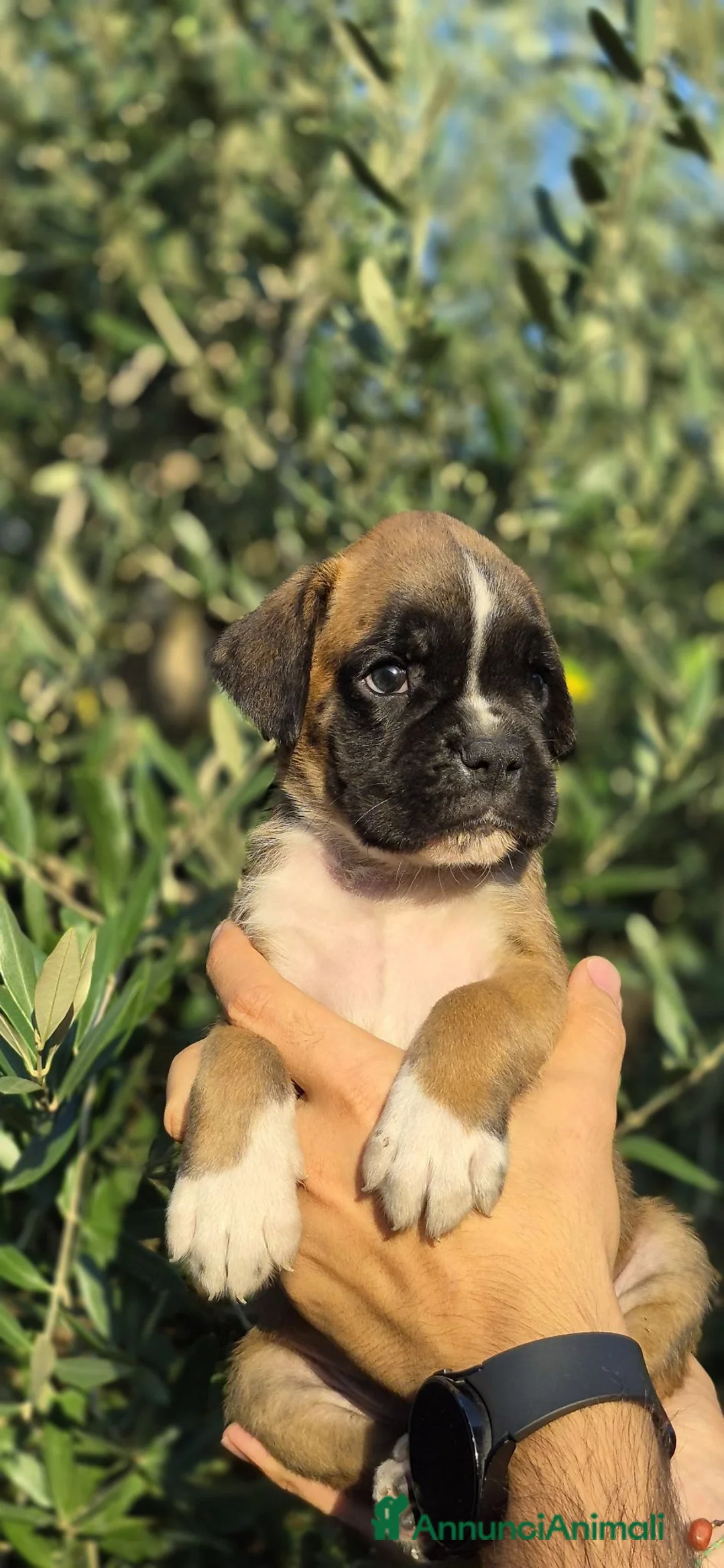 Boxer cani in vendita: Boxer cuccioli - Annuncio 1