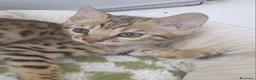 Bengala gatti in vendita: Gatto del Bengala  - Annuncio 5