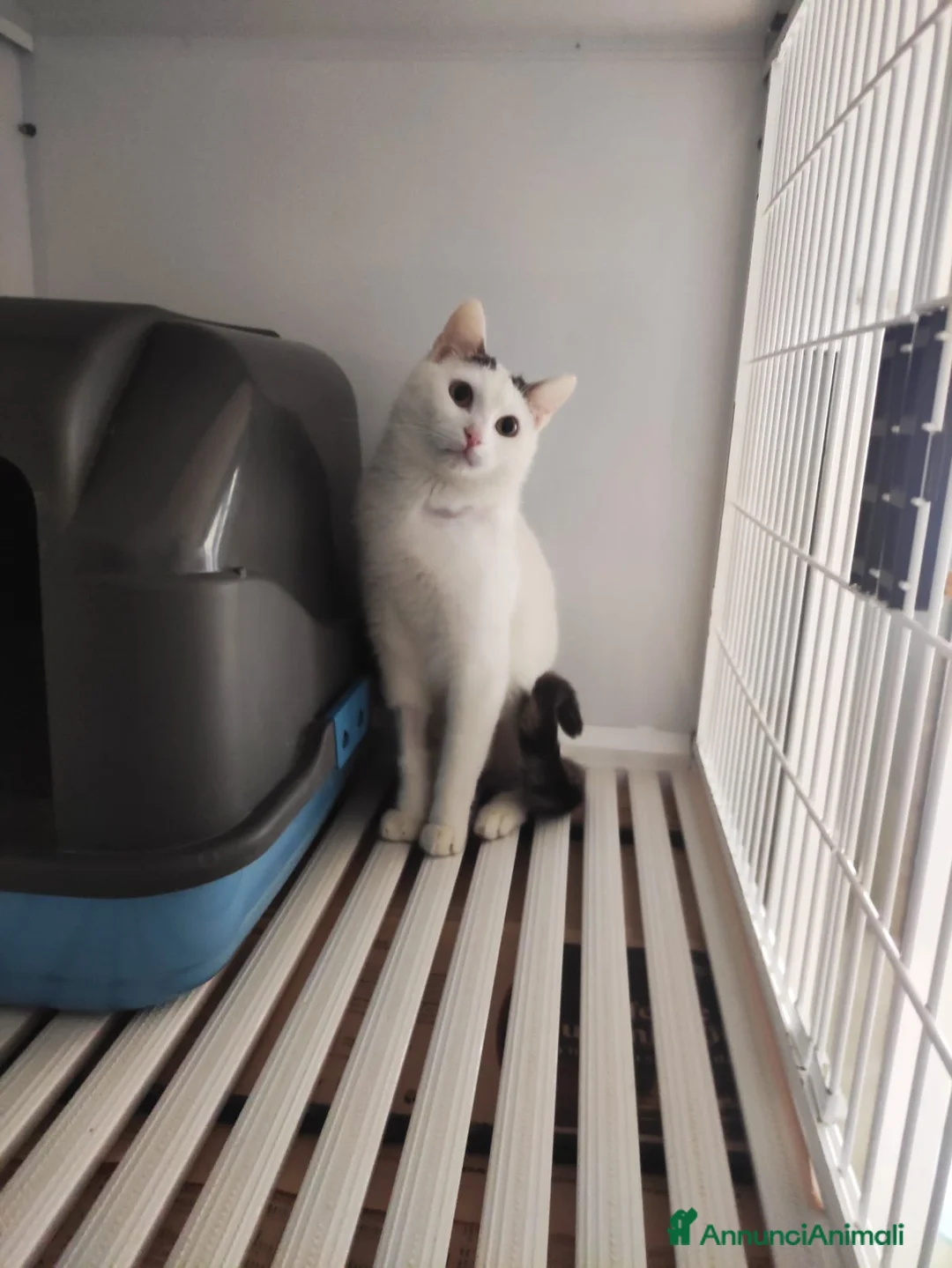 Meticcio gatti in regalo: Una famiglia per Carlo  - Annuncio 2