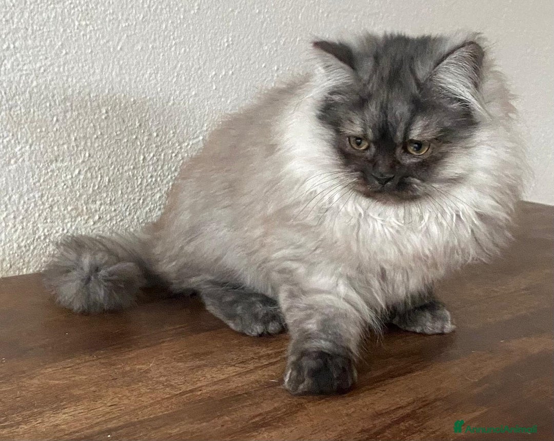 Persiano gatti in vendita: Cucciolo di persiani normotipo MASCHIO  - Annuncio 5