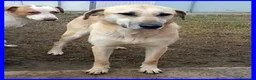 Meticcio cani in regalo: ISABELLA dolce e triste... - Annuncio 1