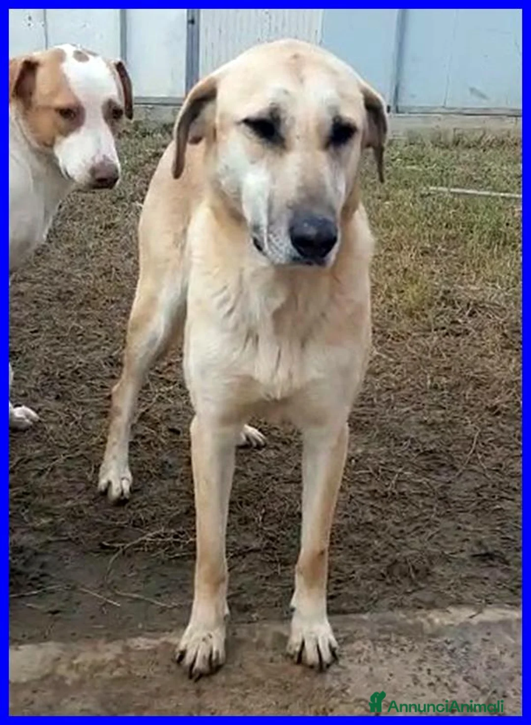 Meticcio cani in regalo: ISABELLA dolce e triste... - Annuncio 1
