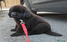 Terranova cani in vendita: Cucciola di terranova alta genealogia a Città metropolitana di Roma Capitale - Immagine 1