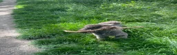 Barboncino cani per accoppiamento: Barboncino maschio per accoppiamento a Città Metropolitana di Torino - Annuncio 4