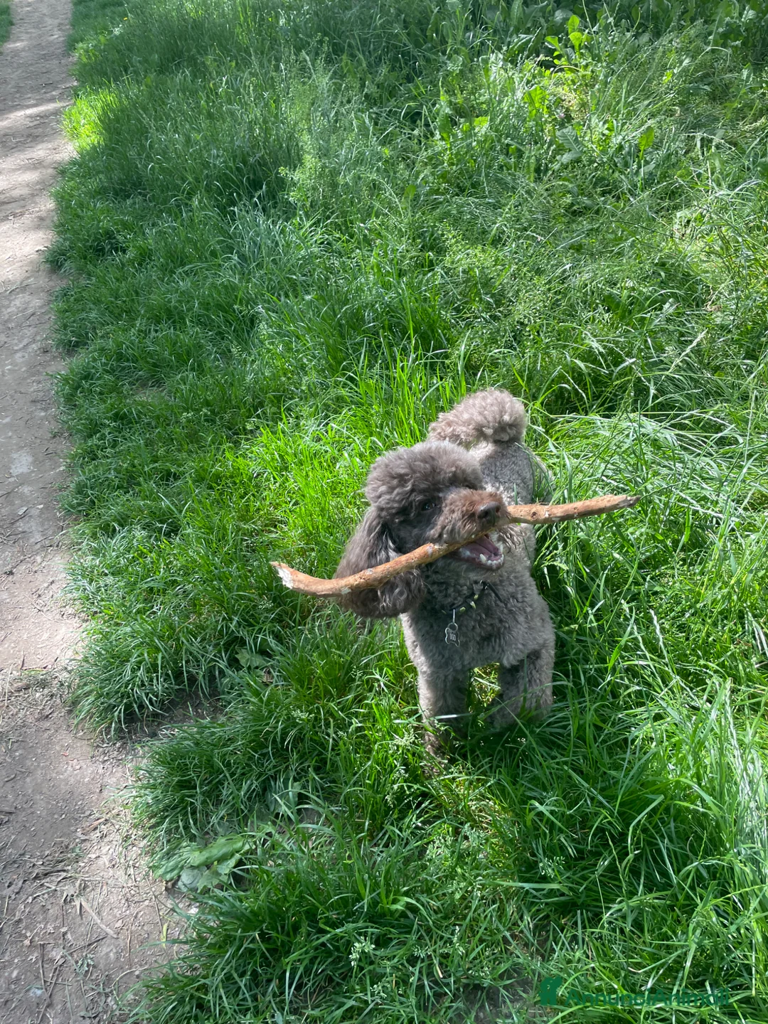 Barboncino cani per accoppiamento: Barboncino maschio per accoppiamento a Città Metropolitana di Torino - Annuncio 4