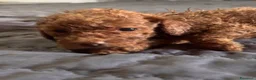 Barboncino Toy cani in vendita: Cuccioli di Barboncino Toy - Annuncio 8