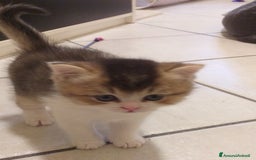 British gatti in vendita: Cuccioli British/Scottish  - Immagine 7