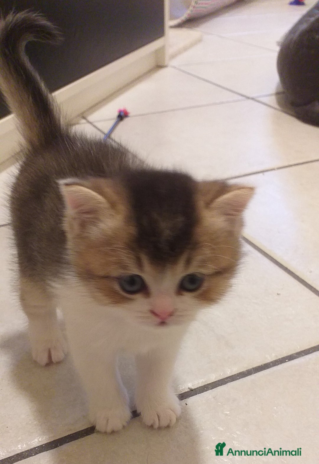 British gatti in vendita: Cuccioli British/Scottish  - Annuncio 7