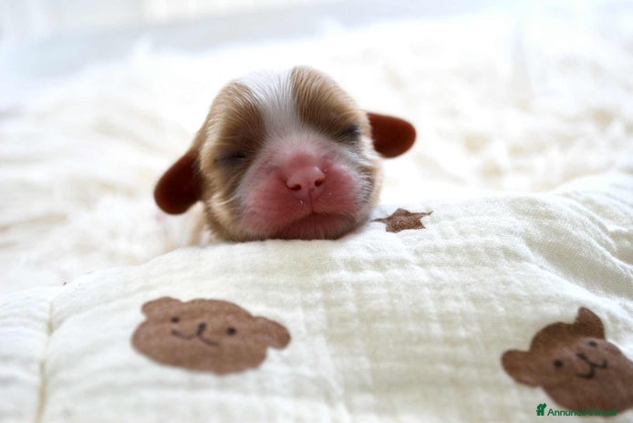 Cavalier King cani Adorabile cucciolo di Cavalier King - Annuncio 1