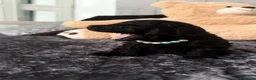 Barboncino Toy cani in vendita: Cuccioli di Barboncino Toy adorabili - Annuncio 13