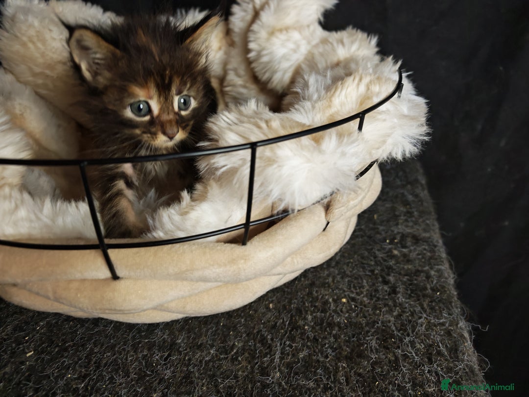 Maine Coon gatti in vendita: Ultimi tre cuccioli  - Annuncio 2