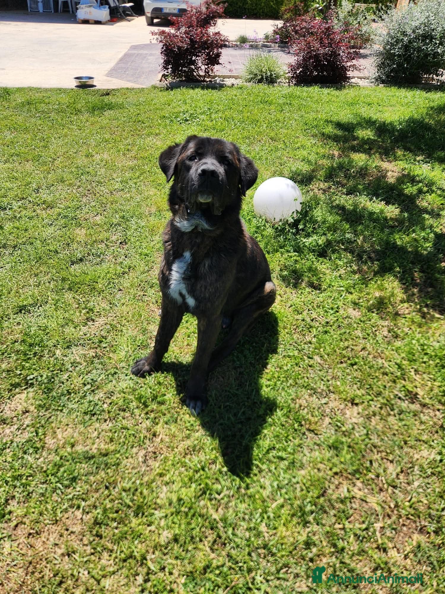 Meticcio cani Simil Corso 5 anni - Annuncio 9
