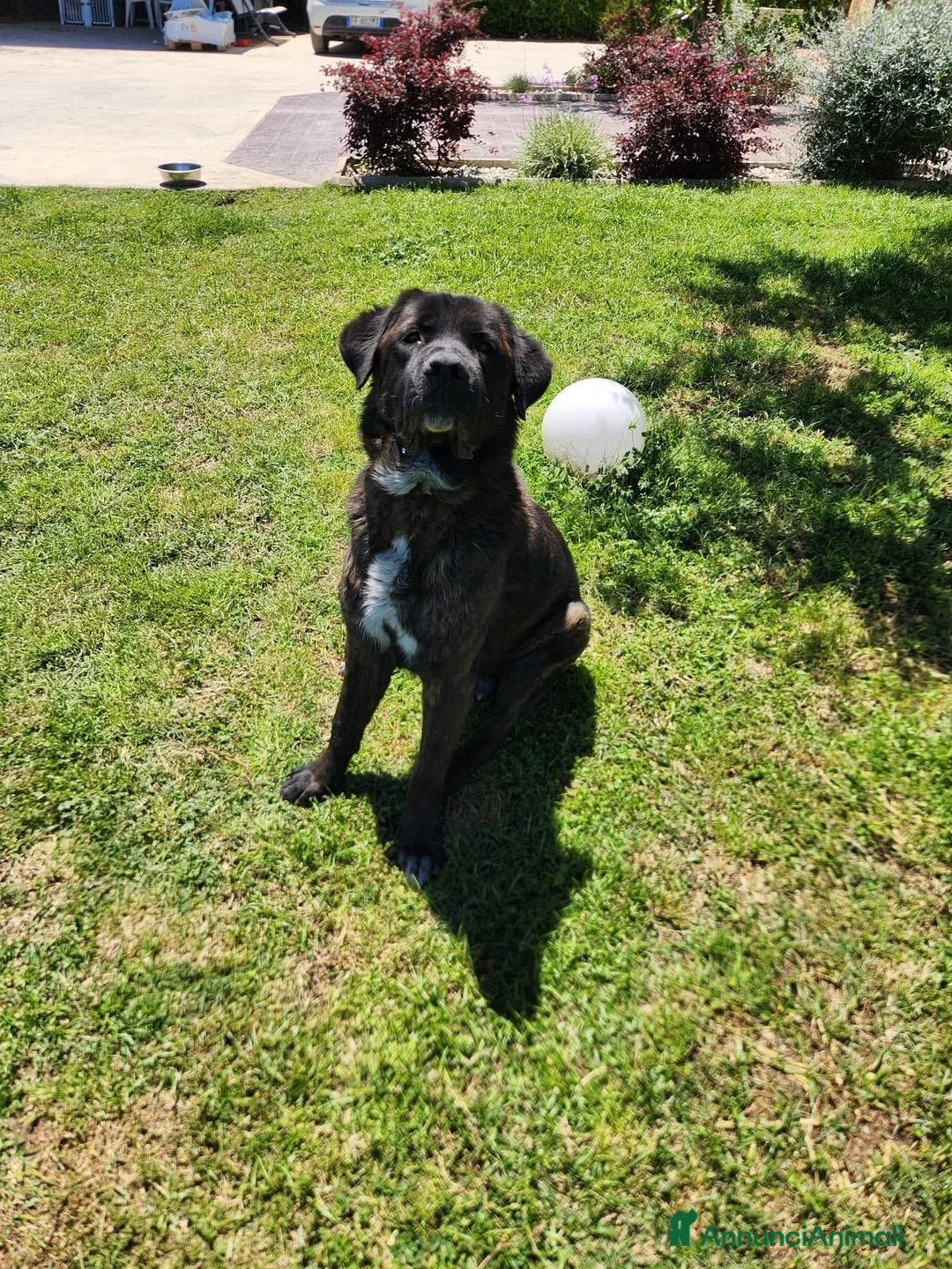 Meticcio cani in regalo: Simil Corso 5 anni a Città metropolitana di Milano - Annuncio 1