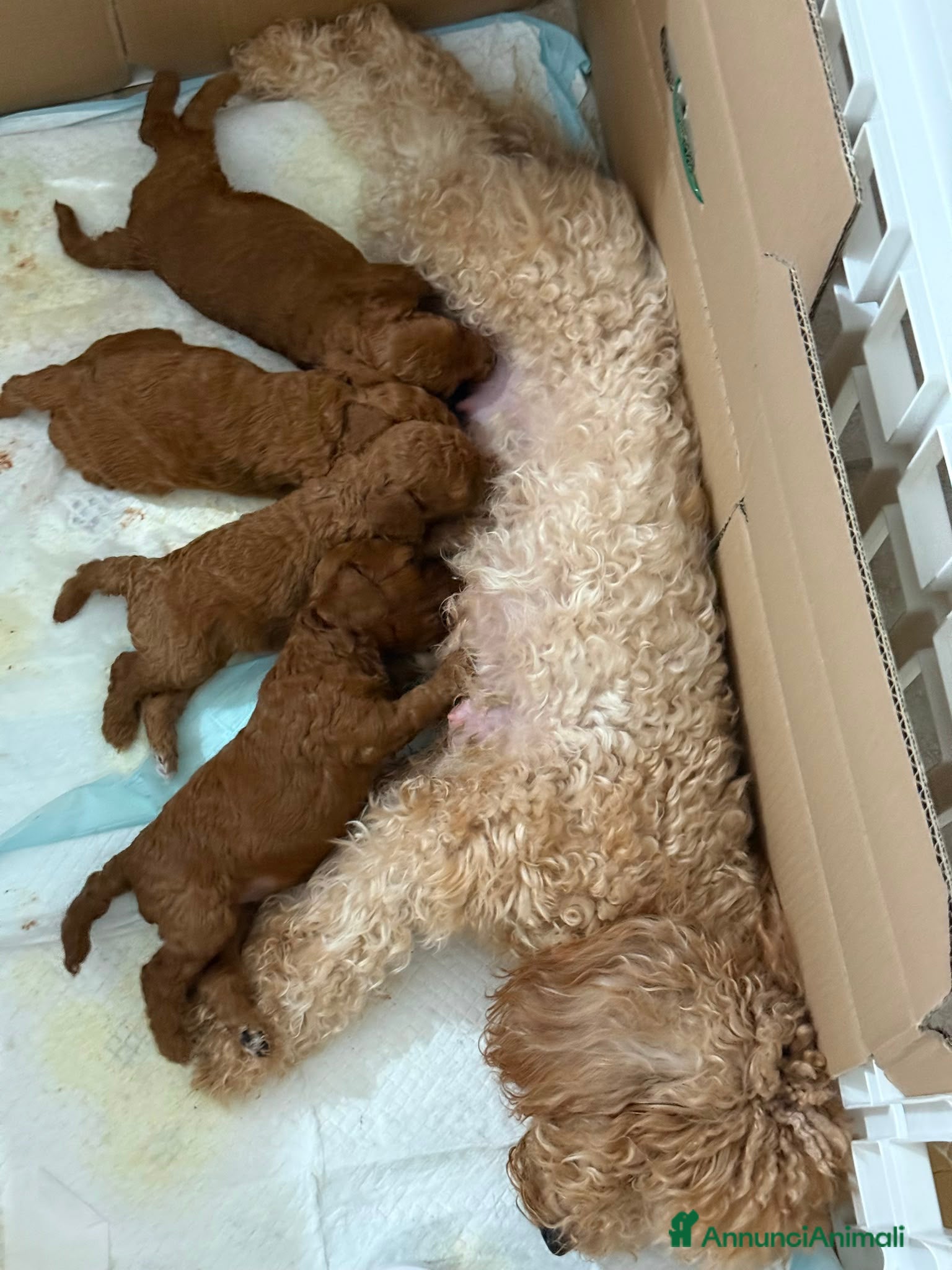 Barboncino cani Barboncina - Annuncio 1