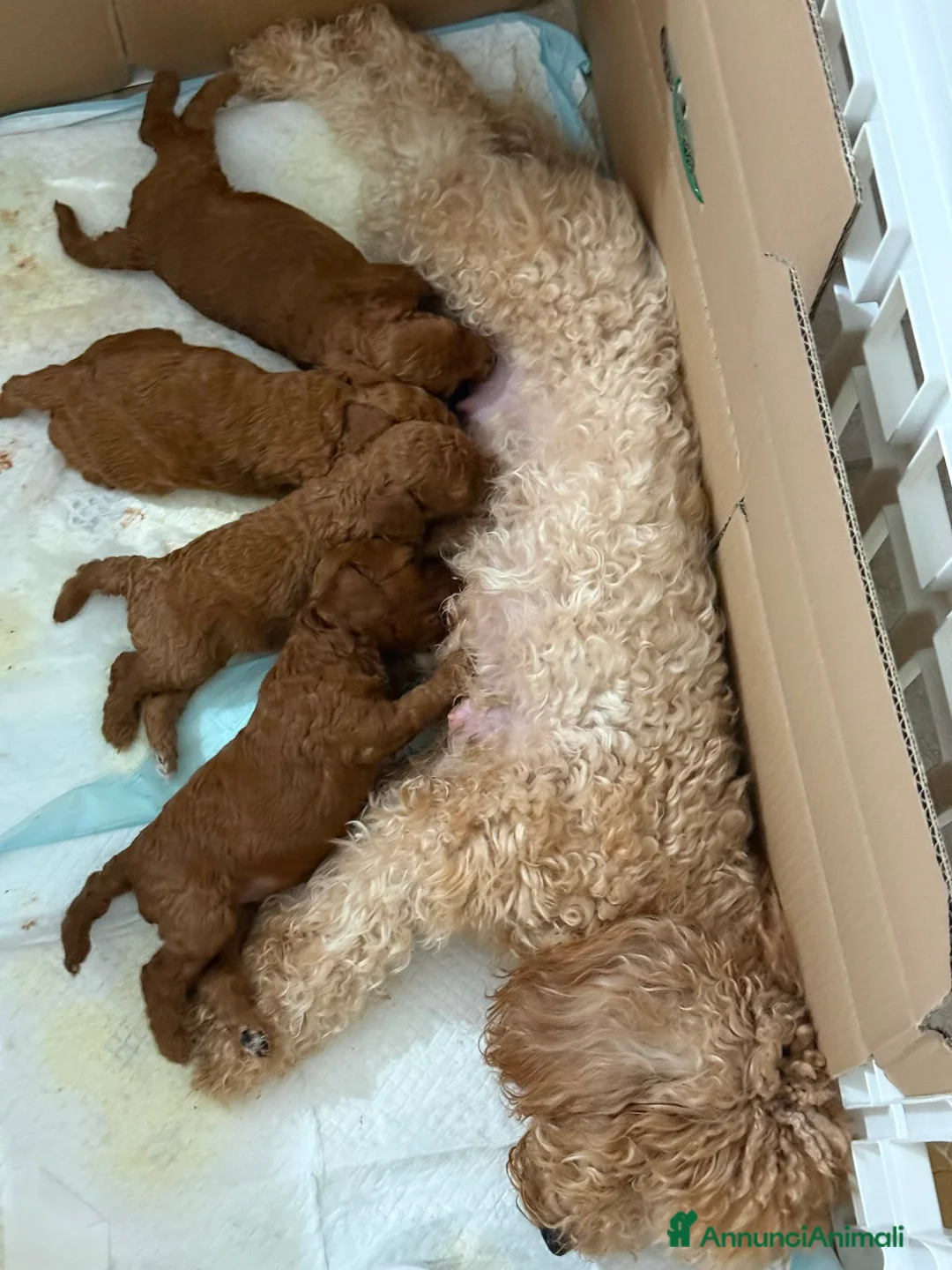 Barboncino cani in vendita: Barboncina a Provincia di Lecce - Annuncio 1