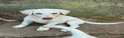 Meticcio cani in regalo: Lumi cerca casa 🏡 - Annuncio 5