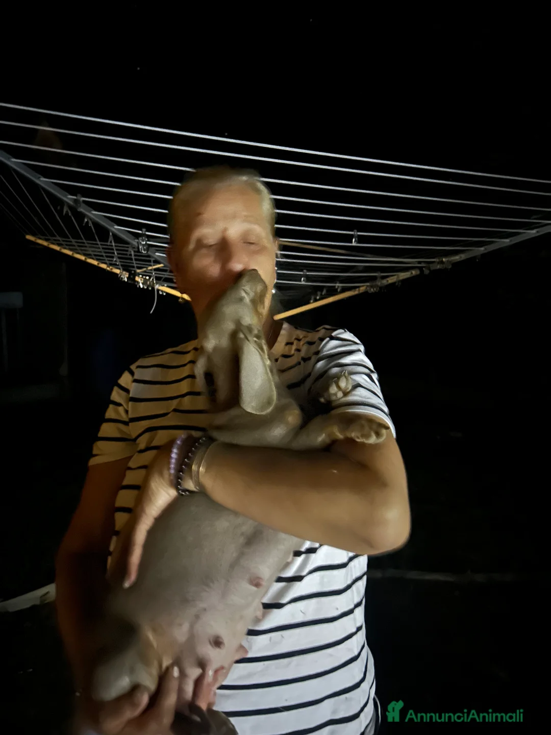 Bassotto Nano cani in vendita: Bassotto nano - Annuncio 2