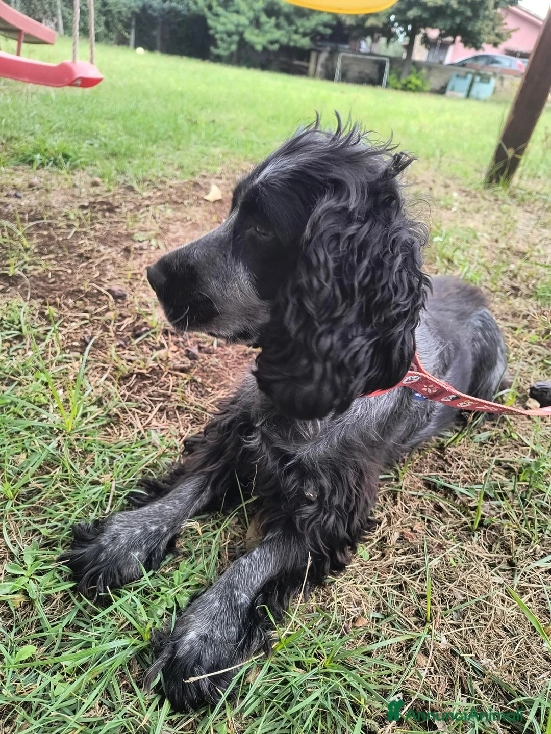 Cocker cani in vendita: 🐶 COCKER SPANIEL FEMMINA CON PEDIGREE ENCI  a Città metropolitana di Roma Capitale - Annuncio 6