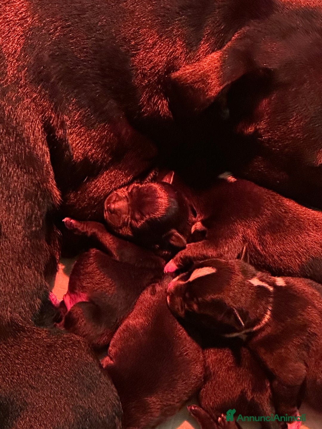 Staffordshire cani in vendita: Staffordshire Bull Terrier (Staffy) - Annuncio 18