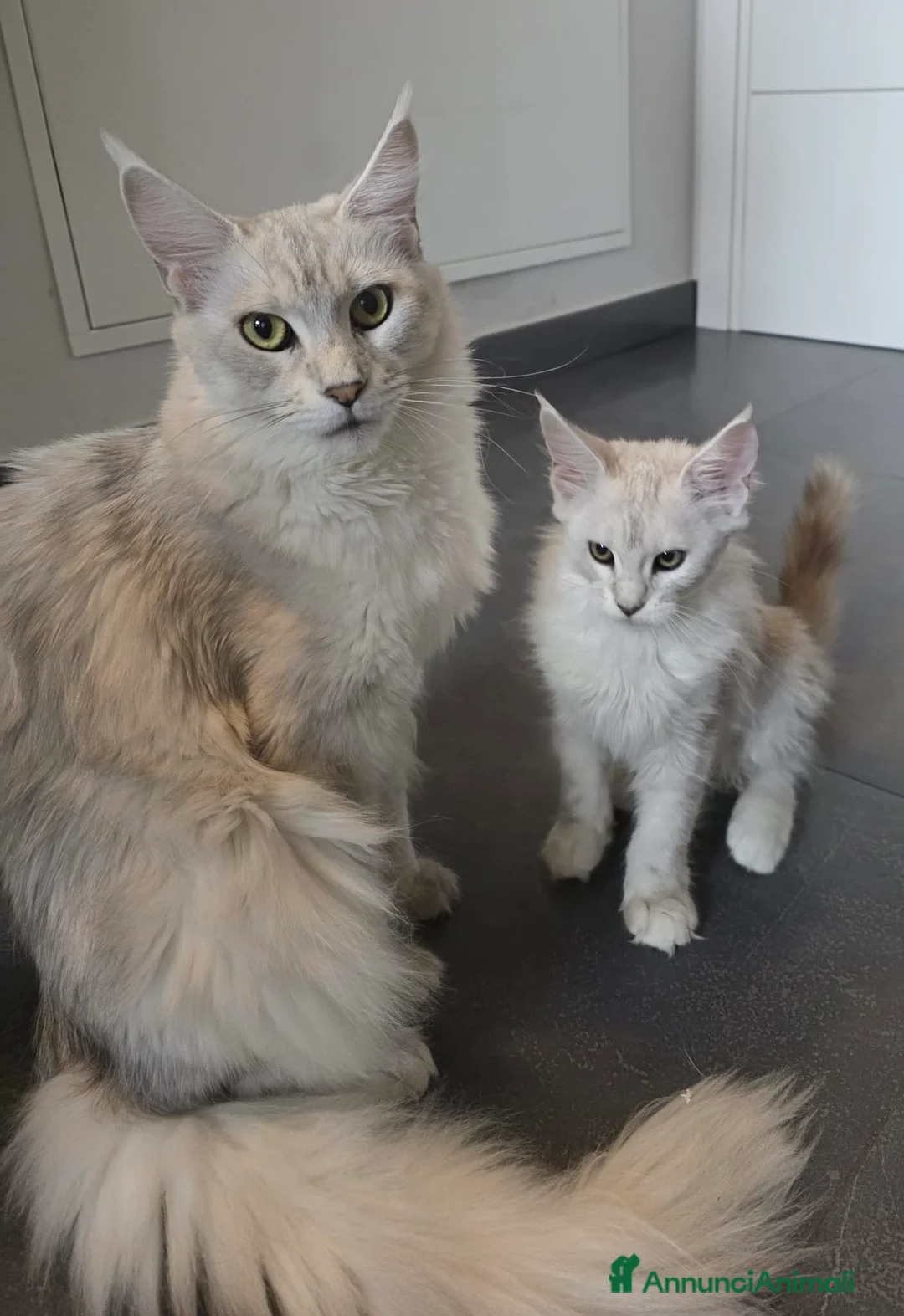 Maine Coon gatti in vendita: Bellissima cucciola shaded - Annuncio 19