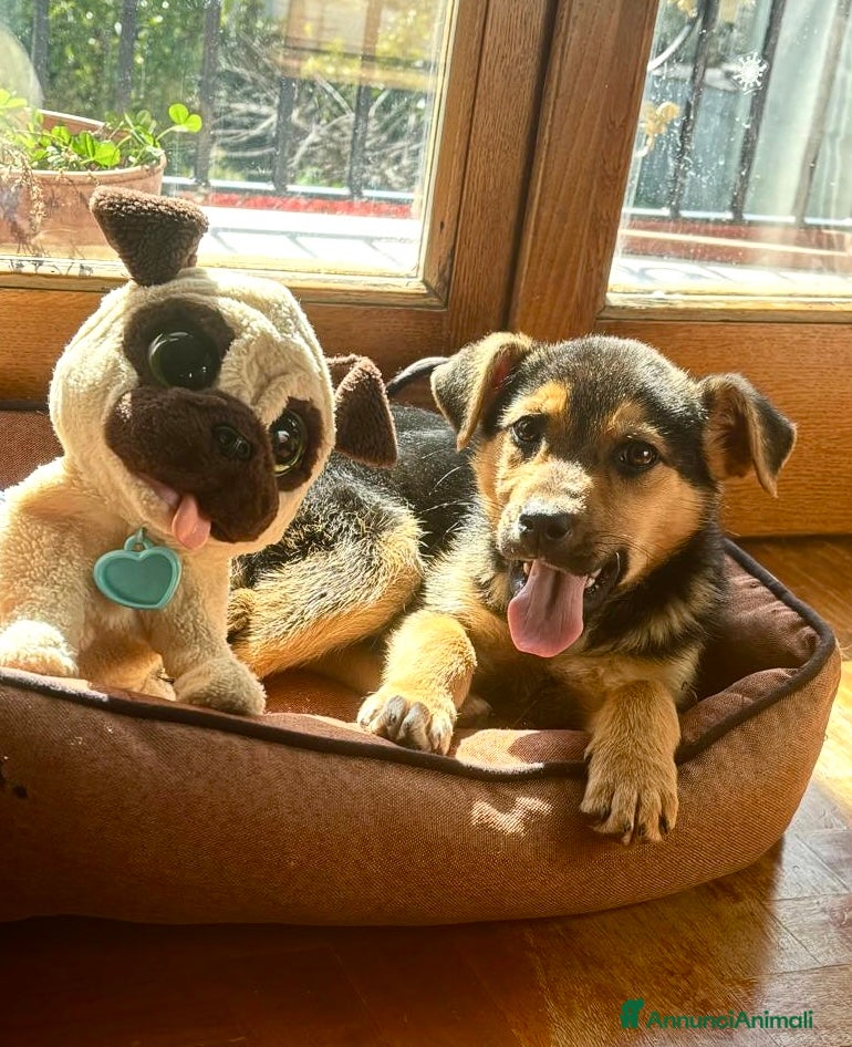 Meticcio cani Cucciola 3 mesi taglia media - Annuncio 1