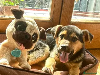 Meticcio cani Cucciola 3 mesi taglia media - Annuncio 1