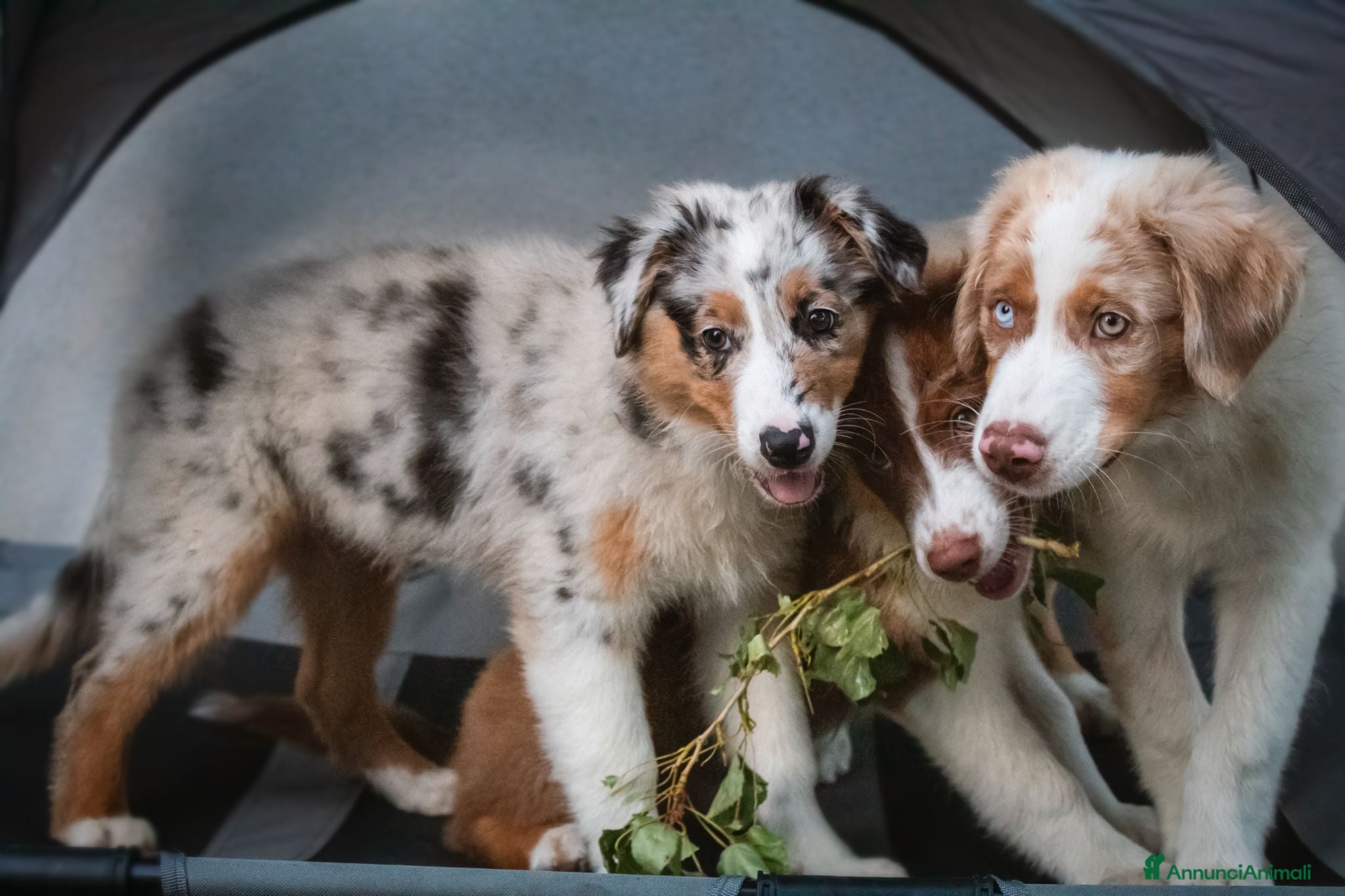 Australian Shepherd cani Cuccioli Pastore Australiano pedigree - Annuncio 5