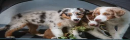 Australian Shepherd cani in vendita: Cuccioli Pastore Australiano pedigree - Annuncio 1
