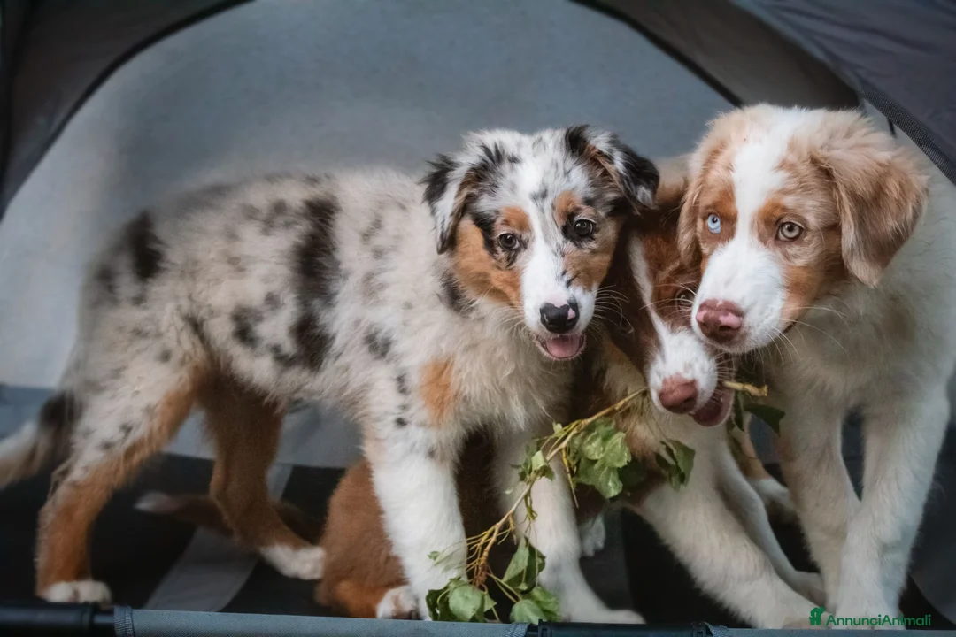 Australian Shepherd cani in vendita: Cuccioli Pastore Australiano pedigree - Annuncio 1
