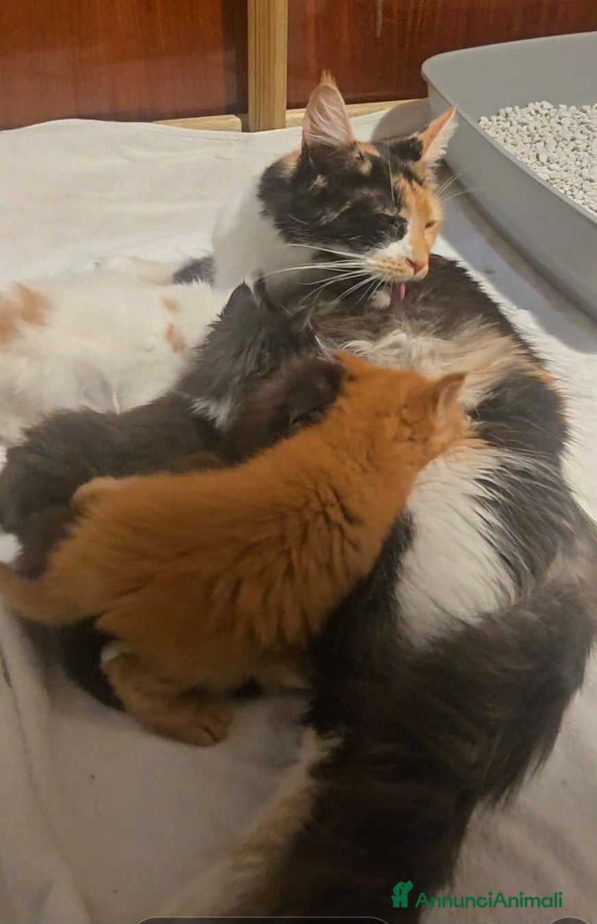 Maine Coon gatti Stupenda Cucciola di maine coon pedigree afef - Annuncio 4