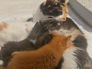 Maine Coon gatti Stupenda Cucciola di maine coon pedigree afef - Annuncio 1