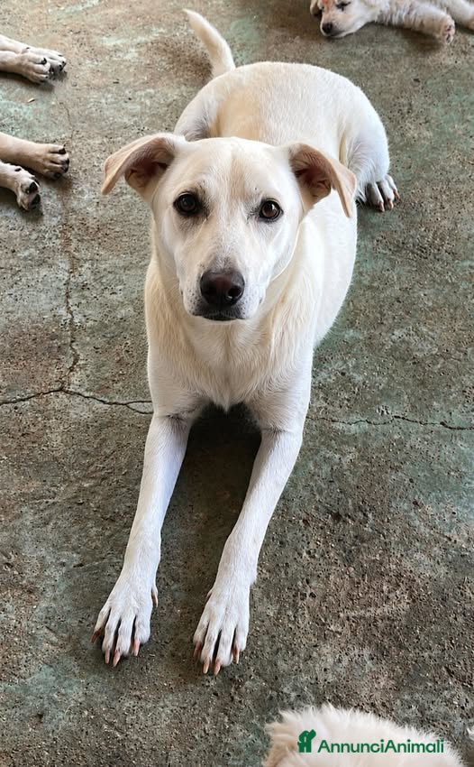 Meticcio cani Dina . - Annuncio 7