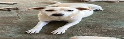 Meticcio cani in regalo: Dina . - Annuncio 1