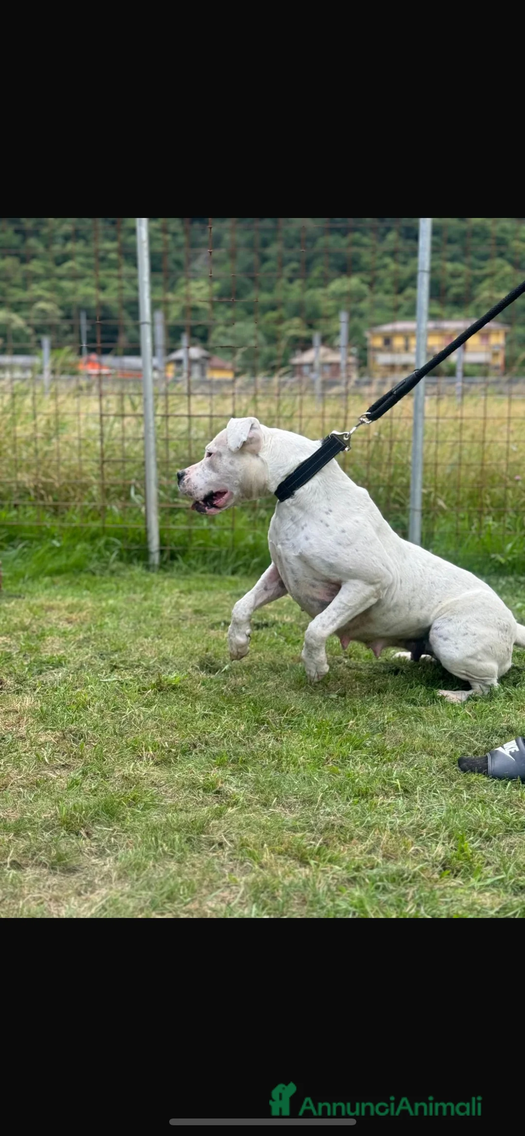 Dogo Argentino cani in vendita: Cucciolo Maschio 10 mesi - Annuncio 3