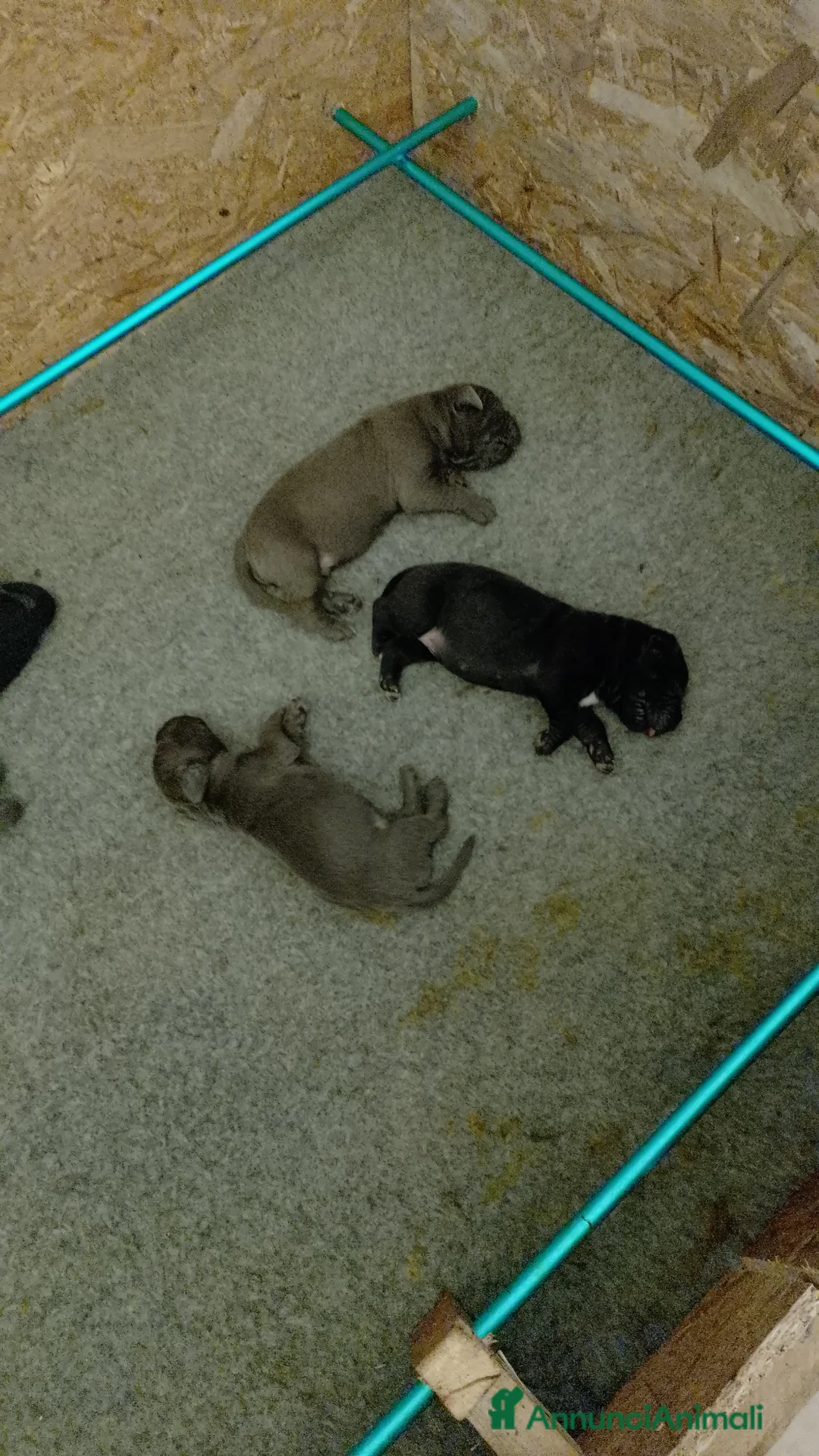 Cane Corso cani in vendita: Cuccioli di cane corso a Città metropolitana di Roma Capitale - Annuncio 2