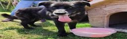 Meticcio cani in regalo: GILDA, un cuore un'anima - Annuncio 3