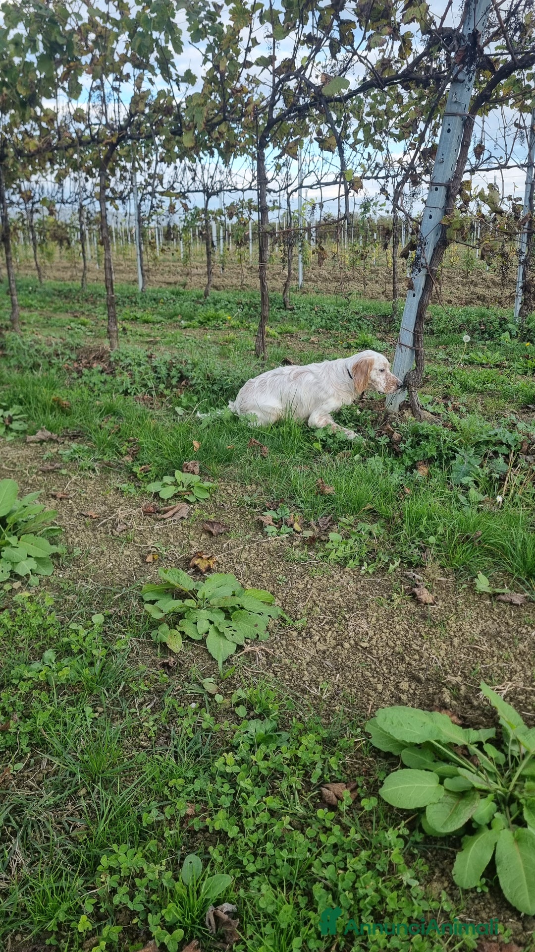 Setter Inglese cani in vendita: Cucciolo Sette Inglese - Annuncio 2