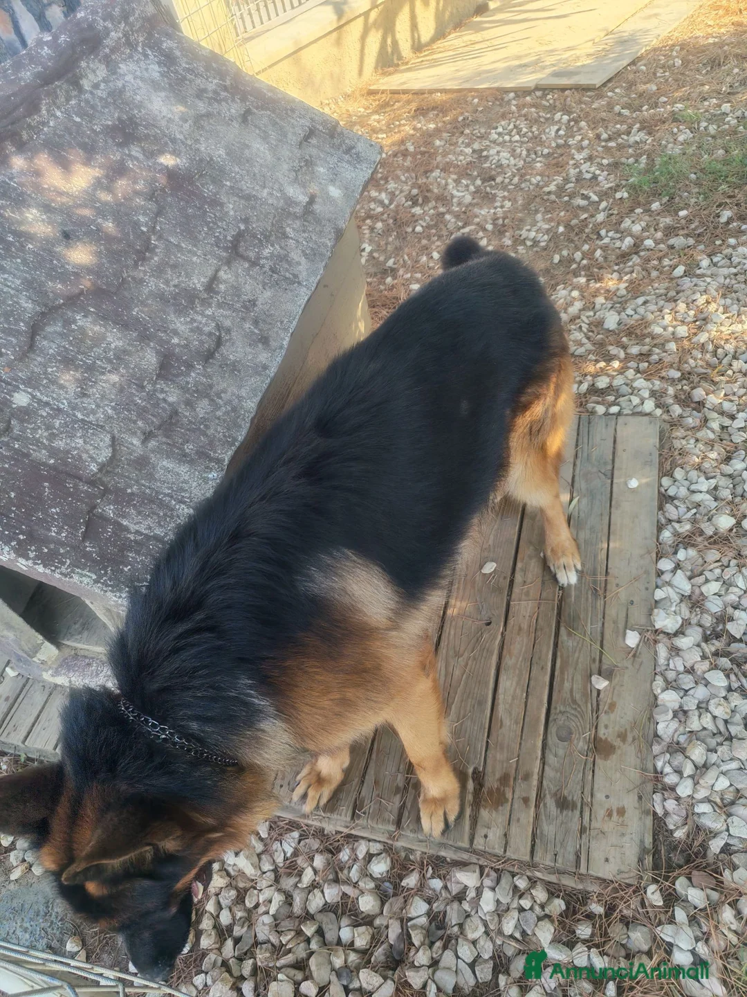 Pastore Tedesco cani in regalo: Rick cerca una nuova casa a Provincia di Perugia - Annuncio 3