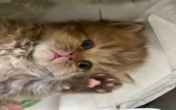 British gatti in vendita: Cuccioli British shorthair e longhair a Città metropolitana di Milano - Immagine 2