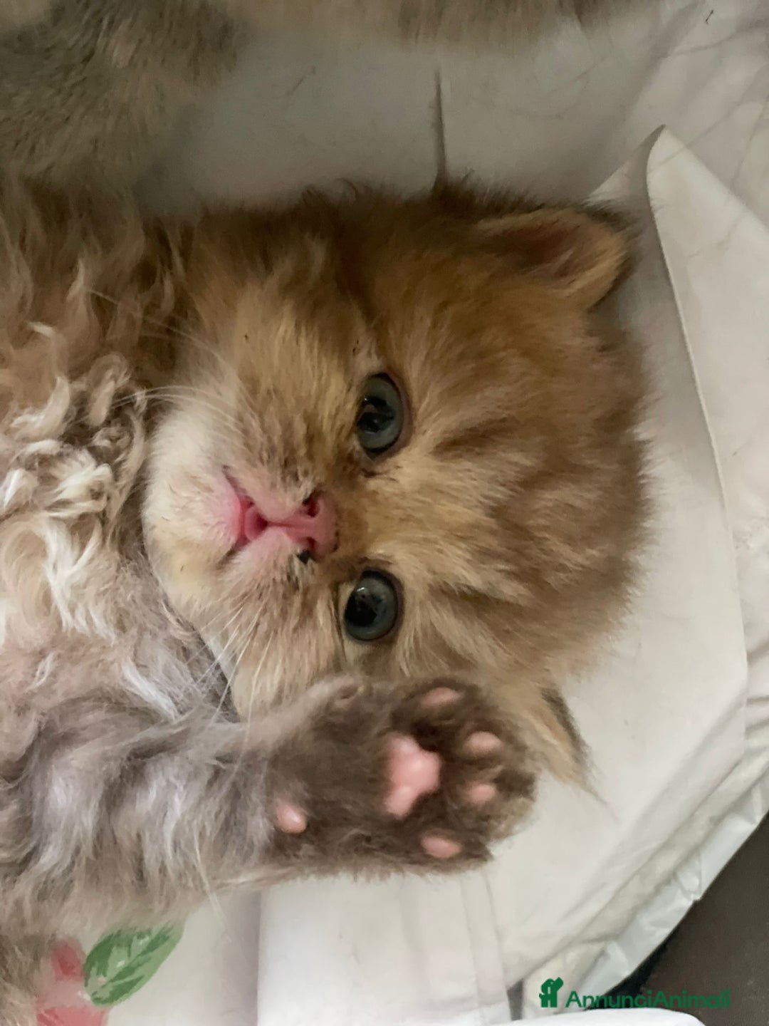British gatti in vendita: Cuccioli British shorthair e longhair a Città metropolitana di Milano - Immagine 2