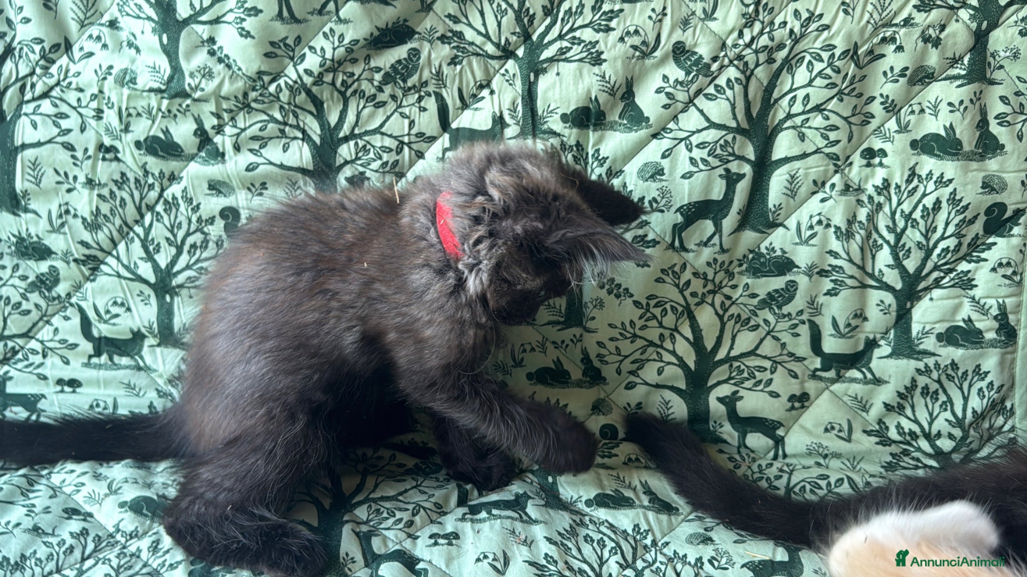 Maine Coon gatti in vendita: Cuccioli di maine coon manto black smoke - Annuncio 17