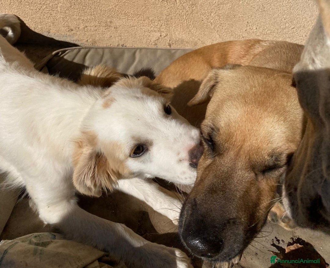 Meticcio cani in regalo: Fuffy cucciolo adorabile - Annuncio 10