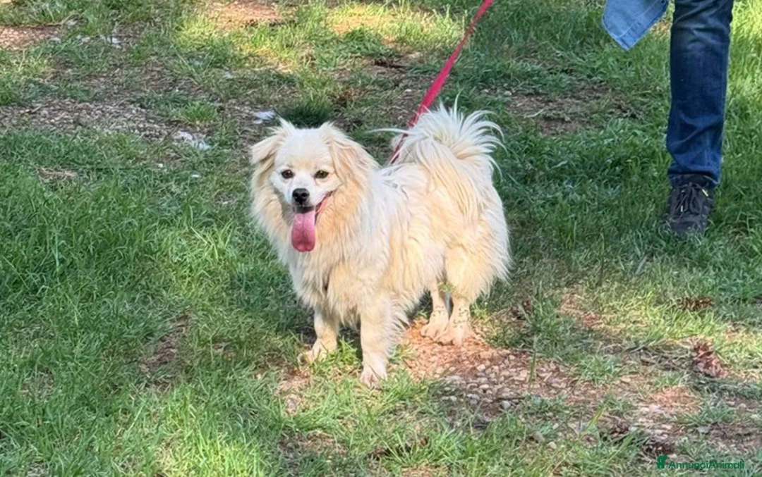 Meticcio cani in regalo: Cooki, un simil volpino giocherellone - Annuncio 7