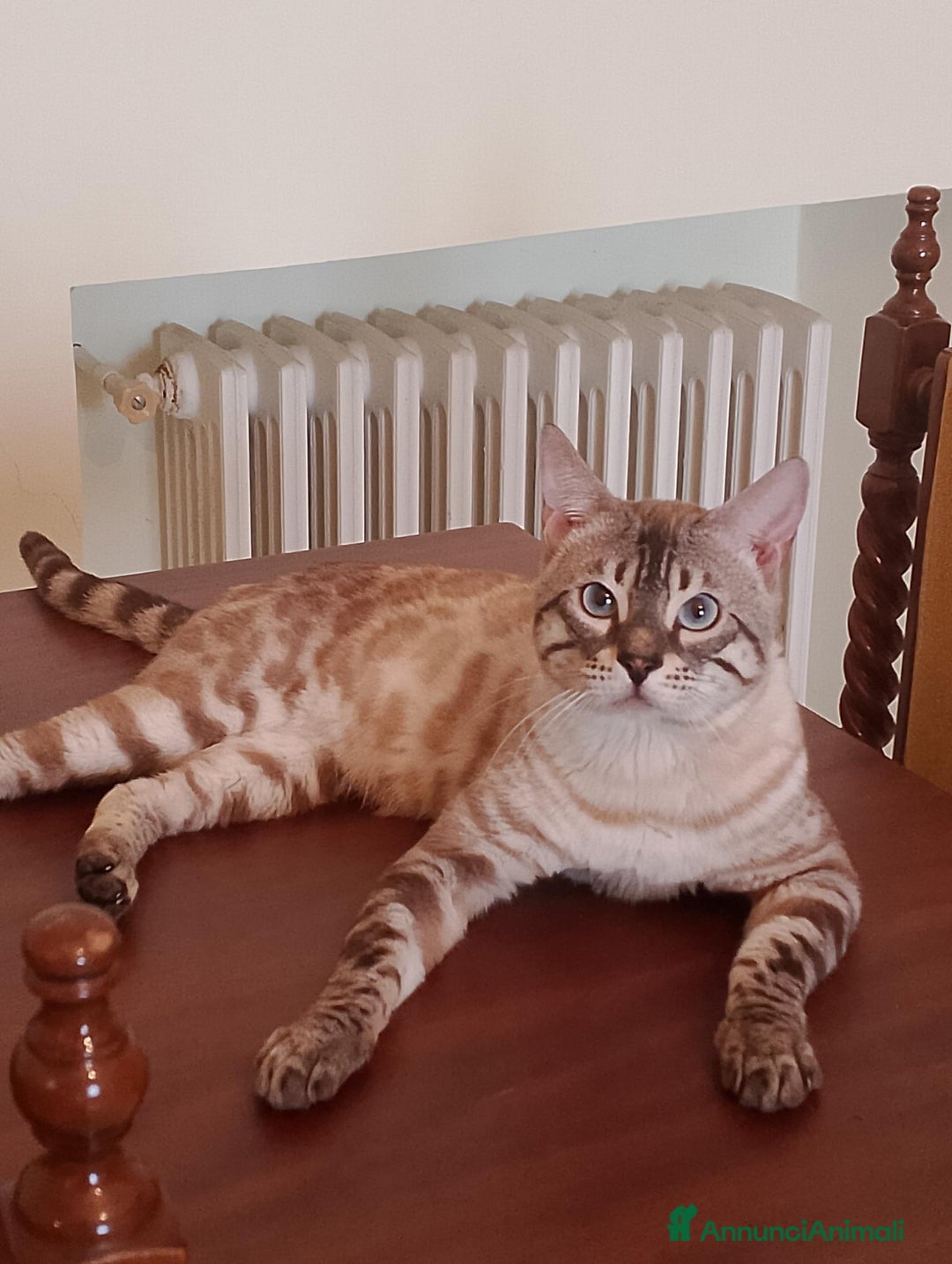 Bengala gatti in vendita: Gatto bengala snow - Annuncio 4