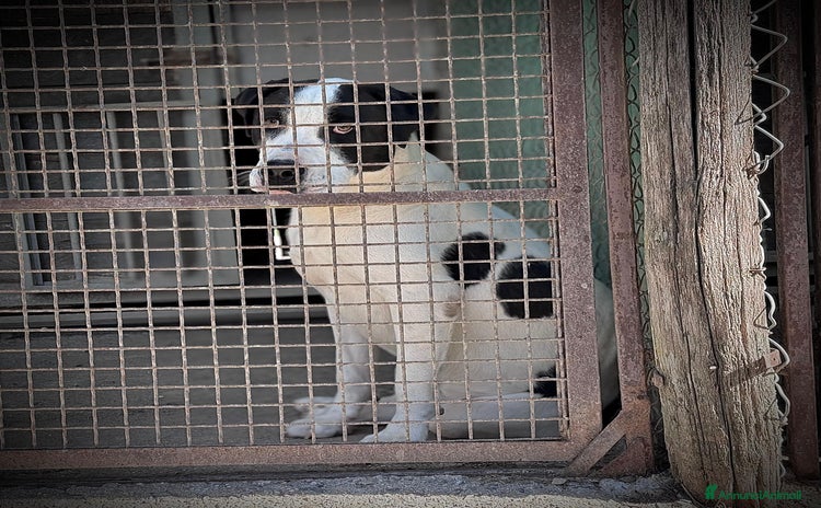 Meticcio cani - Annuncio 12