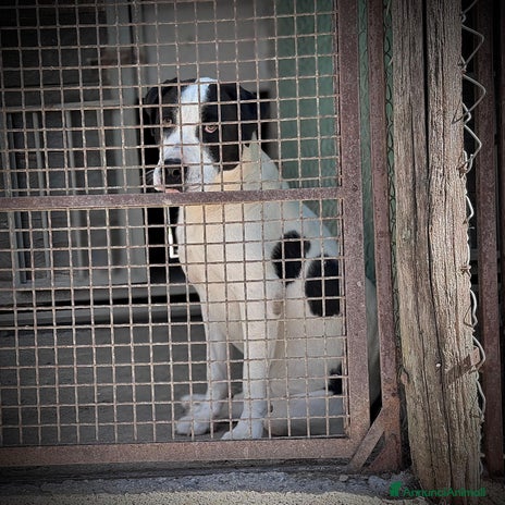 Meticcio cani - Annuncio 12